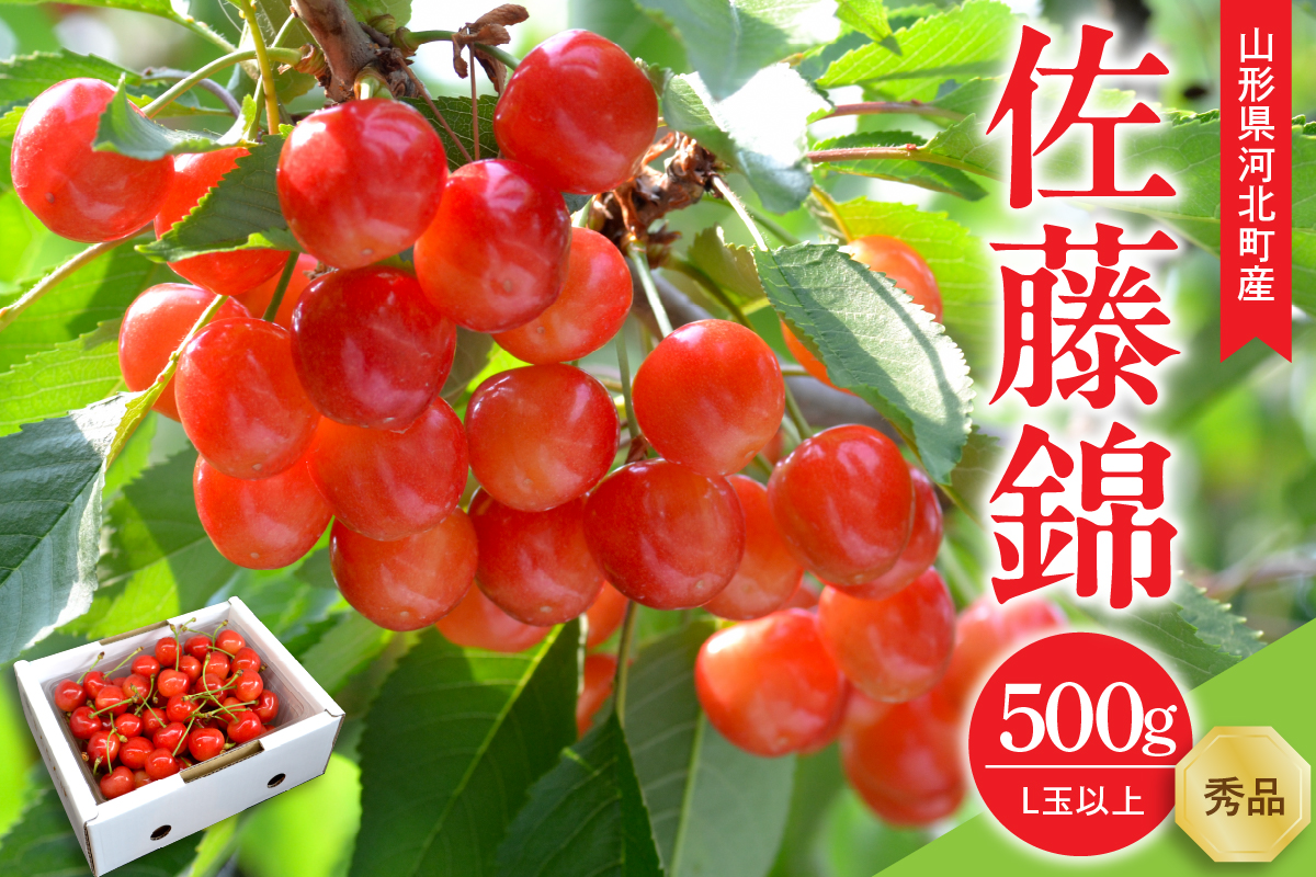 【令和7年産】さくらんぼ 佐藤錦 500g L玉以上 ギフト箱入 秀品 山形県産【緑茶園/山形eLab】