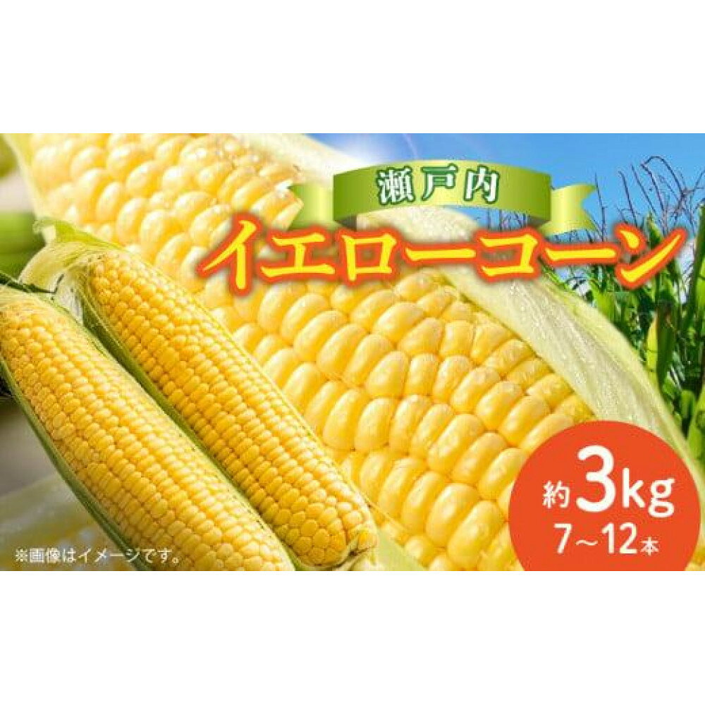 【ふるさと納税】瀬戸内イエローコーン 約3kg【2027-6月上旬～2027-7月中旬配送】 | とうもろこ 王道 季節限定 甘い 柔らかい コーン ジューシー 弾ける 大粒 野菜 お取り寄せ 自宅用 家庭用 贈り物 プレゼント ギフト 高松市産 瀬戸内 冷蔵