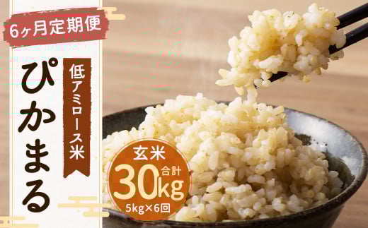 【新米先行予約】【6ヶ月定期便】 低アミロース米 ぴかまる 5kg 玄米 計30kg 単一原料米 福岡県産 【2025年11月より順次発送開始予定】