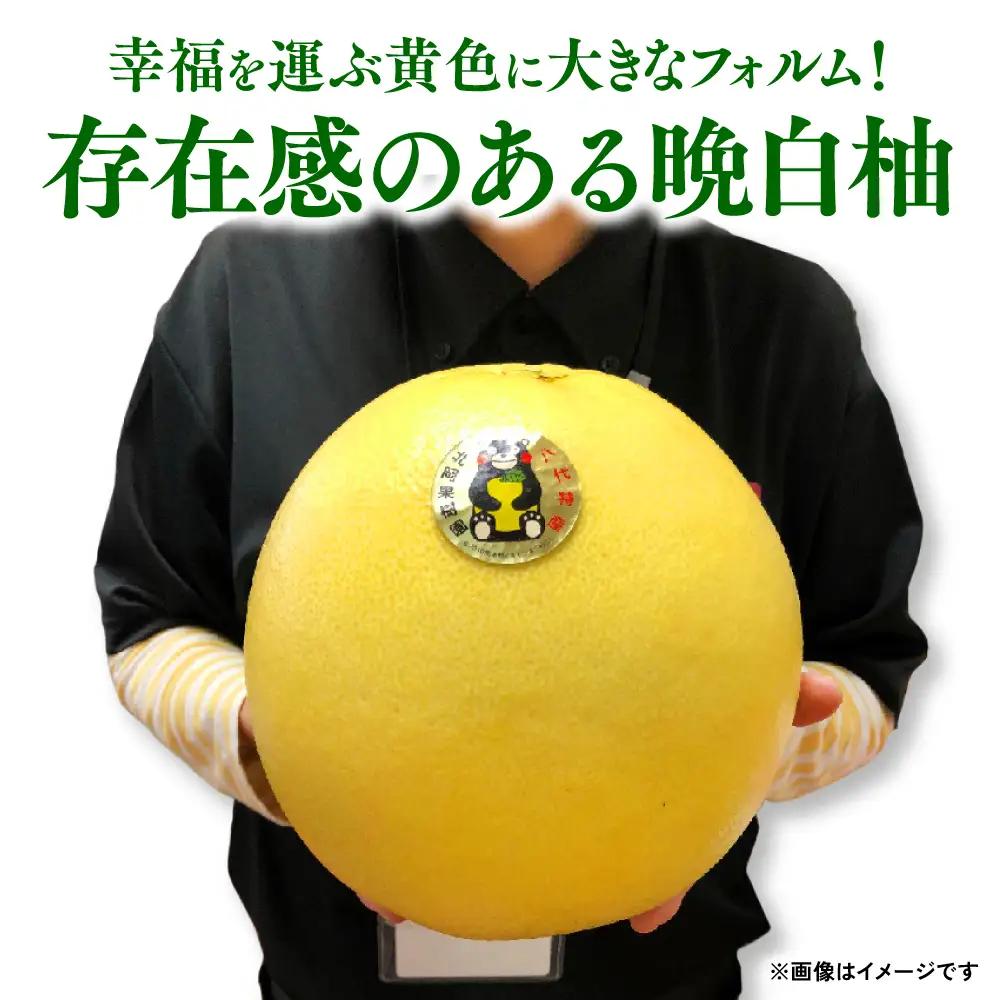 【先行予約】熊本県八代市産 晩白柚 （ばんぺいゆ） 2Lサイズ(約2kg)×2玉 柑橘 【2026年12月上旬より順次発送】