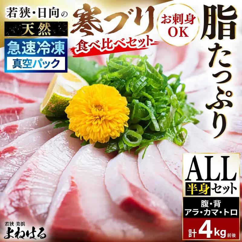 【先行予約】若狭・日向の天然寒ブリ 脂たっぷり 部位ごと食べ比べ ALL半身分セット (腹＋背＋トロ+アラ+カマ 計4kg前後）【2026年12月下旬以降順次発送】寒ぶり [m17-j004]