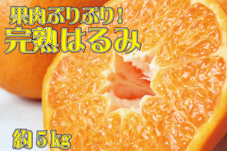 果肉ぷりぷり!完熟はるみ5kg サイズお任せ ※2025年2月上旬頃～2月下旬頃に順次発送予定(お届け日指定不可) 【uot732】