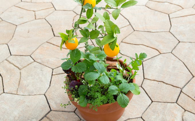 寄植え 収穫可能 レモンとハーブの寄せ植え 配送不可 北海道 沖縄 離島