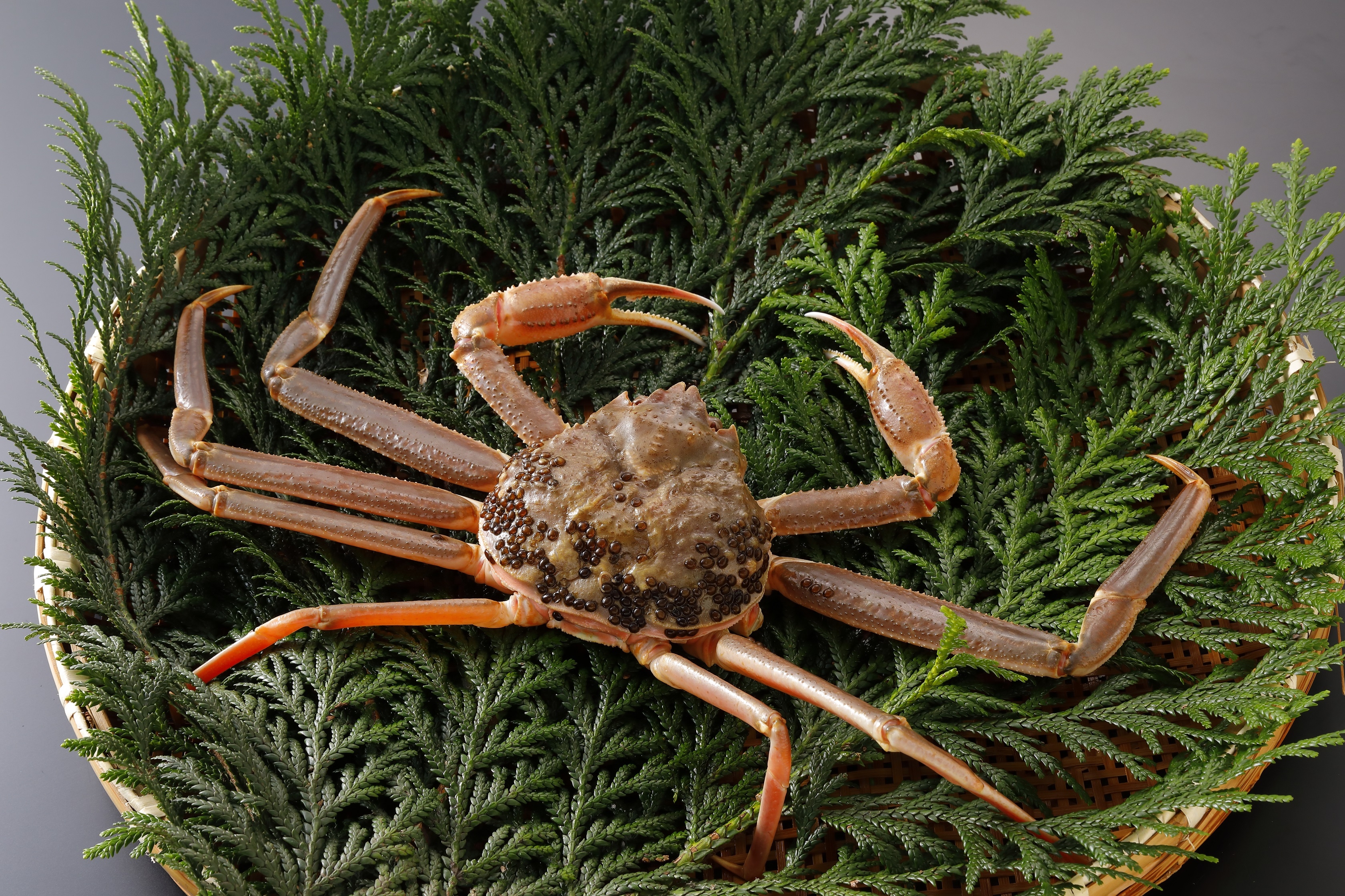 
            【活物】訳あり 松葉がに 900g超の大きいサイズ　特大1杯
          