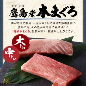 鷹島産最高級本まぐろ 大中合わせて400g(まぐろ丼たれ付き)（マグロ 本マグロ 鷹島産本マグロ まぐろ 本まぐろ 鷹島産本まぐろ 鮪 本鮪 鷹島産本鮪 マグロ丼 まぐろ丼 鮪丼 本マグロ大トロ 本ま