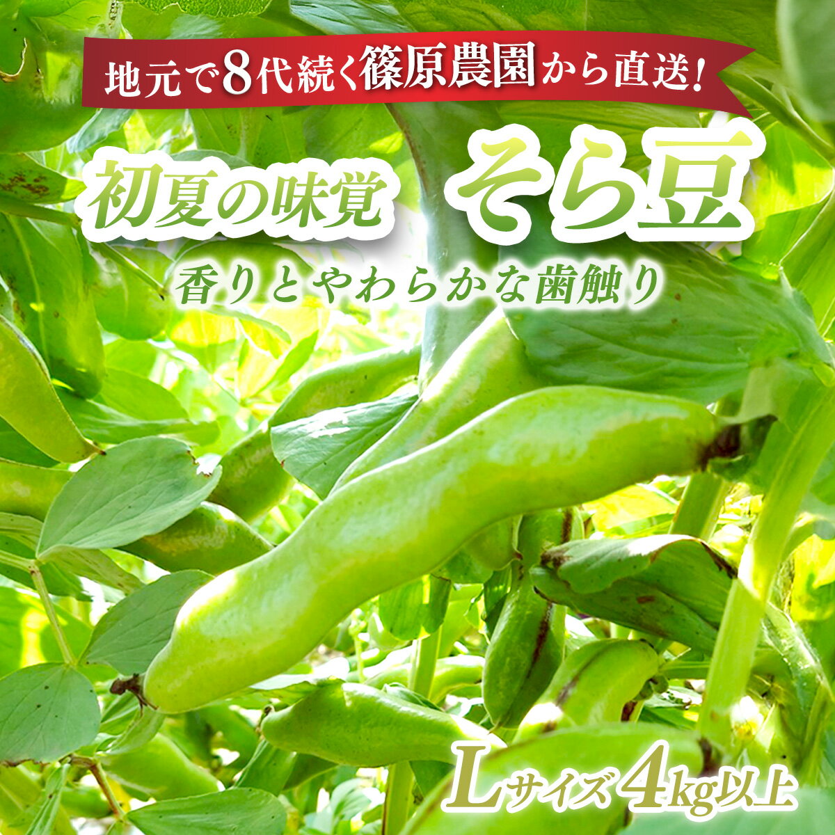 【ふるさと納税】【先行予約】【5月中旬～下旬発送】地元で8代続く農家から直送! 香りとやわらかな歯触りがおいしい初夏の味覚! 篠原農園のそら豆 Lサイズ 4kg以上 / 採りたて そら豆 ソラマメ 天ぷら 農家直送 千葉県 千葉県 山武市 SMBV002