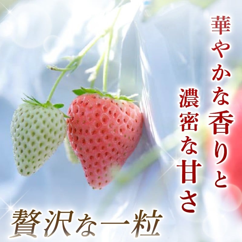 【数量限定】 2026年発送 苺 いちご コットンベリー 2パック 約500g (250g×2P) ゆりかーご 冷蔵 小分け 果物 スイーツ デザート くだもの フルーツ ベリー ふるさと納税 いちご