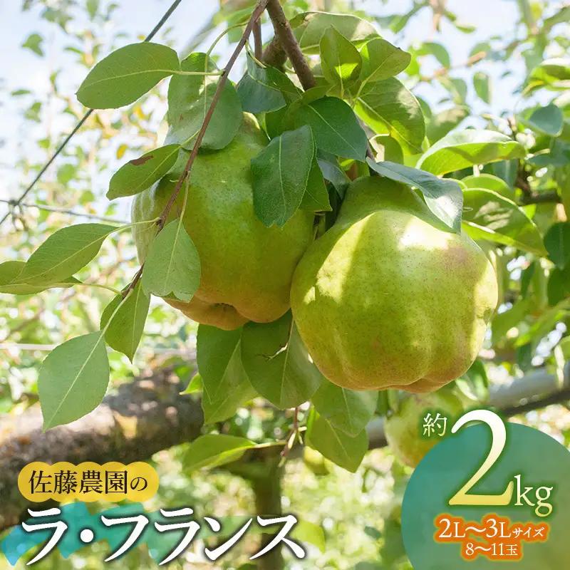 【令和8年産先行予約】 ラ・フランス　2L～3L　約2kg　(8～11玉)　 山形県鶴岡市産　佐藤農園