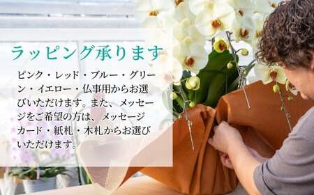 胡蝶蘭 白 3本立て | 祝花 プレゼント 国分寺洋蘭園