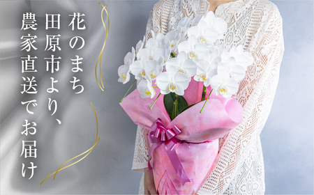 中村洋ラン 胡蝶蘭 ミディ 2本立ち 白色 16輪～20輪 