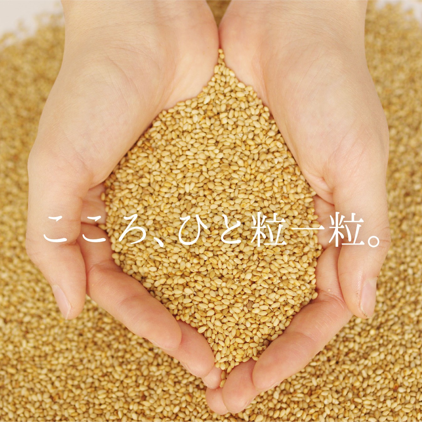 ＜定期便＞九鬼産業 太白純正胡麻油1650ｇ×2本セット 【４回発送】創業明治19年 ごま油の老舗「九鬼」いつもの味を上質に変えるごま油。│老舗 ゴマ油 胡麻油 ごま油 三重県 四日市 ふるさと納税_