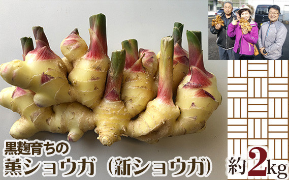 
                  黒麹育ちの薫ショウガ（新ショウガ） ／ 生姜 しょうが ジンジャー 広島県 特産品 No.302
                