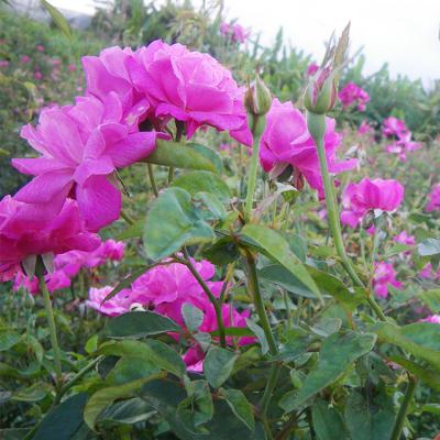 ふるさと納税 恩納村 化粧品 琉球ローズ 化粧水 50ml × 2本 ノーマルタイプ【オーガニック】 |  | 03