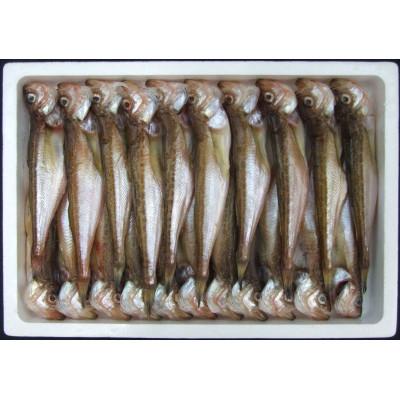 ふるさと納税 岩美町 鳥取県岩美産　干しはたはた1kg |  | 02