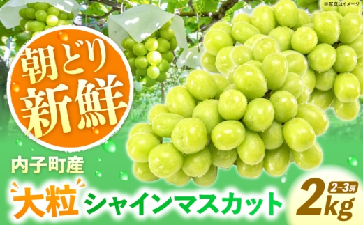シャインマスカット 【先行予約】内子町産 朝どり シャインマスカット 2kg【2026年8月下旬から順次発送】 ／ シャインマスカット マスカット ぶどう ブドウ 葡萄 果物 フルーツ 国産 産地直送 農家直送 人気 おすすめ 送料無料 甘い あまい 旬 内子町 愛媛 四国 愛媛県産 特産品 ギフト 贈答品 お取り寄せ 返礼品 お礼品 食品 【峯下ぶどう園】 [BKCE001]