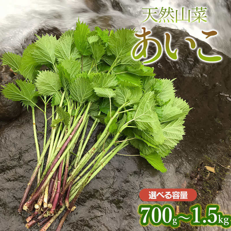 【ふるさと納税】【令和8年産先行予約】天然あいこ 【700g〜1.5kg】 山菜　わかば屋　2026年