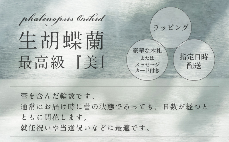 5本立て 胡蝶蘭 50輪〜60輪 白色【木製大型木札 または メッセージカード 付き ラッピング お祝い ギフト 贈答 贈り物 プレゼント 生花 花 農福連携】 099H385