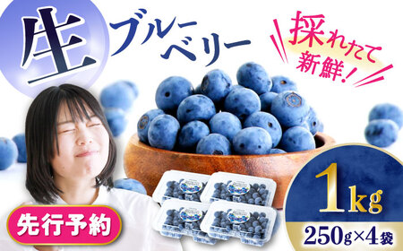 【2026年7月上旬頃より順次発送予定】生ブルーベリー 1kg（250g×4袋）/ 九州 九州 ベリー べりー ブルーベリー ぶるーべりー 生 小分け 果物 くだもの フルーツ ふるーつ 九州産 期間限定 / 大村市 / おおむら夢ファームシュシュ[ACAA005]