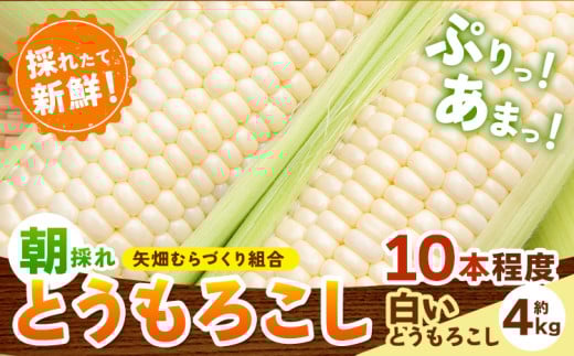 とうもろこし 白いとうもろこし 約4kg 10本入り 朝採れ クール便 野木町産 矢畑むらづくり組合 《6月下旬-7月下旬頃出荷》栃木県 野木町 トウモロコシ 野菜