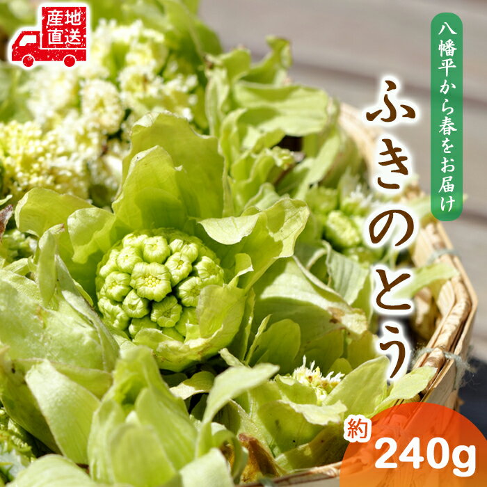 【ふるさと納税】 ＜早期予約＞ ふきのとう フキノトウ 蕗の薹 期間限定 国産 天然ふきのとう 約240g ／ 山菜 さんさい 天然山菜 春の味覚 春野菜 旬野菜 季節物 小分け お取り寄せ グルメ ばっけ バッケ 季節限定 数量限定 じじちゃん 岩手県 八幡平市 産地直送 送料無料