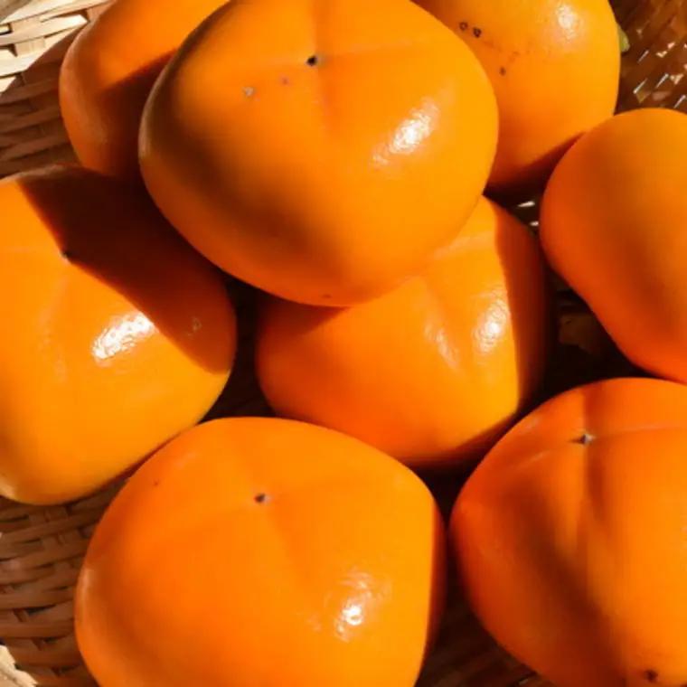 【秋の味覚】和歌山産のたねなし柿2L～4Lサイズ約2kg（化粧箱入り）【tec408A】