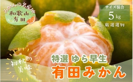 【初秋の美味】特選　ゆら早生有田みかん　約5kg+200g(傷み補償分)【2026年10月中旬～11月上旬頃に順次発送予定】【ard051D】