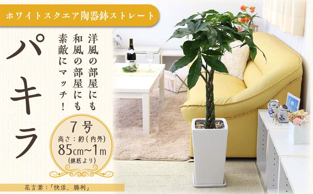 【観葉植物】パキラ 7号 ホワイトスクエア陶器鉢 ストレート 高さ:約85cm～1m内外(鉢底より) ｜観葉植物 インテリア 部屋 おしゃれ 福岡県筑前町 送料無料