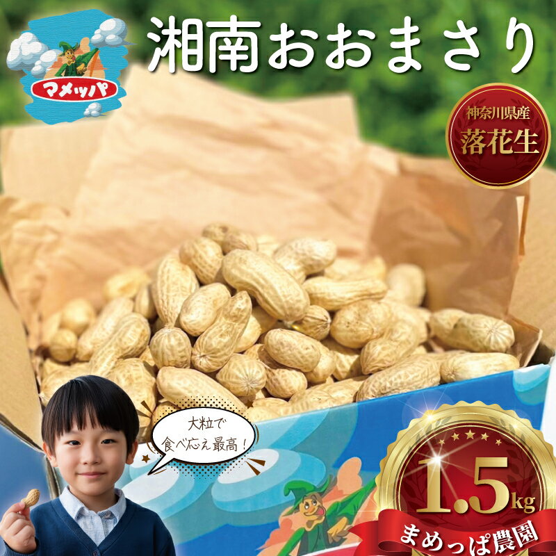【ふるさと納税】 ピーナッツ 落花生 1.5kg 先行予約 【2025年9月以降発送】 らっかせい 生落花生 おおまさり ゆで落花生 用 塩茹で 塩ゆで 大粒 ナッツ 豆 まめ マメ 採れたて 甘い おつまみ おやつ 野菜 やさい 冷蔵 食品 期間限定 まめっぱ農園 神奈川 湘南 藤沢