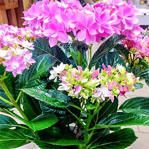 【先行予約】 母の日に！ アジサイピンク 赤 系 5号 2026年5月から順次発送 オンライン決済限定 花 花