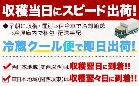 日本最速級出荷 朝採り ゴールドラッシュ 20本入り 3L-Lサイズ 《6月上旬- 6月末頃出荷》  とうもろこし トウモロコシ---oz_cgrdr_ac6_r7_18000_20p---st-p