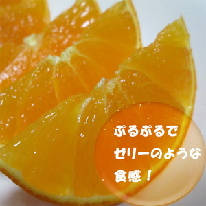 【2026年12月中旬頃から順次発送】【紅まどんな と同品種】 愛果28号 小玉 2kg(12?16個) ｜ まどんな【NM0032】