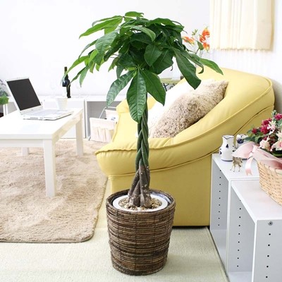 
                  【観葉植物】パキラ 7号 ブラウンバスケット鉢カバー 高さ：約80cm～1m内外(鉢底より)【観葉植物 インテリア 部屋 おしゃれ 福岡県 筑前町 送料無料 AG005】【価格改定】
                