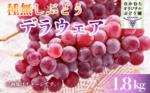 【2026年7月中旬～順次発送】デラウェア 1.8kg 中村オリジナルぶどう園 ｌ葡萄 ブドウ 小粒 果物 くだもの 果汁 ジューシー 産地直送 送料無料