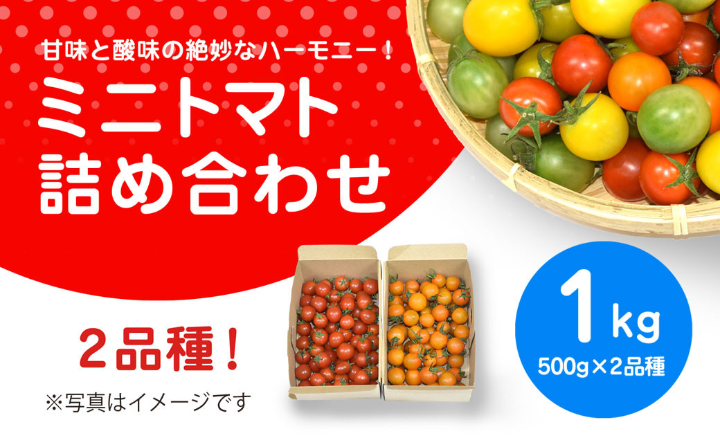 
            甘味と酸味の絶妙なハーモニー! ミニトマト 詰め合わせ 1kg（500g×2品種）/ ふるさと納税 やさい 野菜 とまと トマト ミニトマト 赤 黄 緑 茶色 カラフル 詰め合わせ 千葉県山武市 SMCA003
          