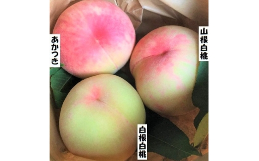 ＜2026年7月下旬より順次発送＞岩手県岩泉町産　桃2品種 食べくらべセット(1.5キロ)【1740705】