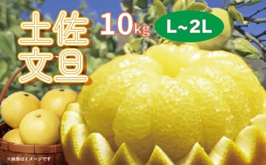 楽木工房 土佐 文旦 家庭用 10kg L 2L サイズ 土佐文旦 柑橘 みかん 果物 フルーツ 人気 ご家庭用 旬 爽やか 産地直送 期間限定 季節限定 ふるさと納税文旦 ふるさと納税柑橘 高知県 