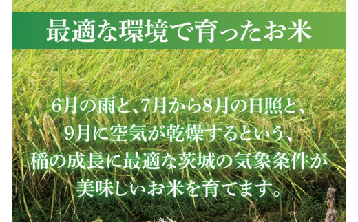 令和7年産 茨城県産 コシヒカリ5kg【お米 米 こしひかり ごはん 茨城県】（03-48）