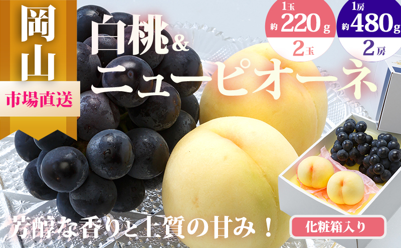 桃 ぶどう 2025年 先行予約 果物 詰合せ 白桃 2玉（1玉220g以上）ニューピオーネ 2房（1房480g以上）化粧箱入り もも 葡萄 岡山県産 国産 フルーツ 果物 ギフト