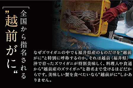 【年内発送】越前がに（オス）「ずわいがに」中サイズ（600g～800g） 1杯