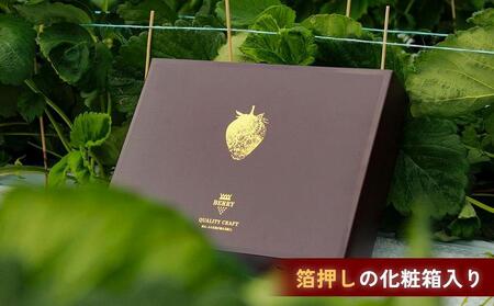 【完熟クラフト苺BERRY】有名シェフ御用達【樹上完熟樹 紅白いちごセット】約500g（出荷2025年12月上旬～2026年5月下旬）