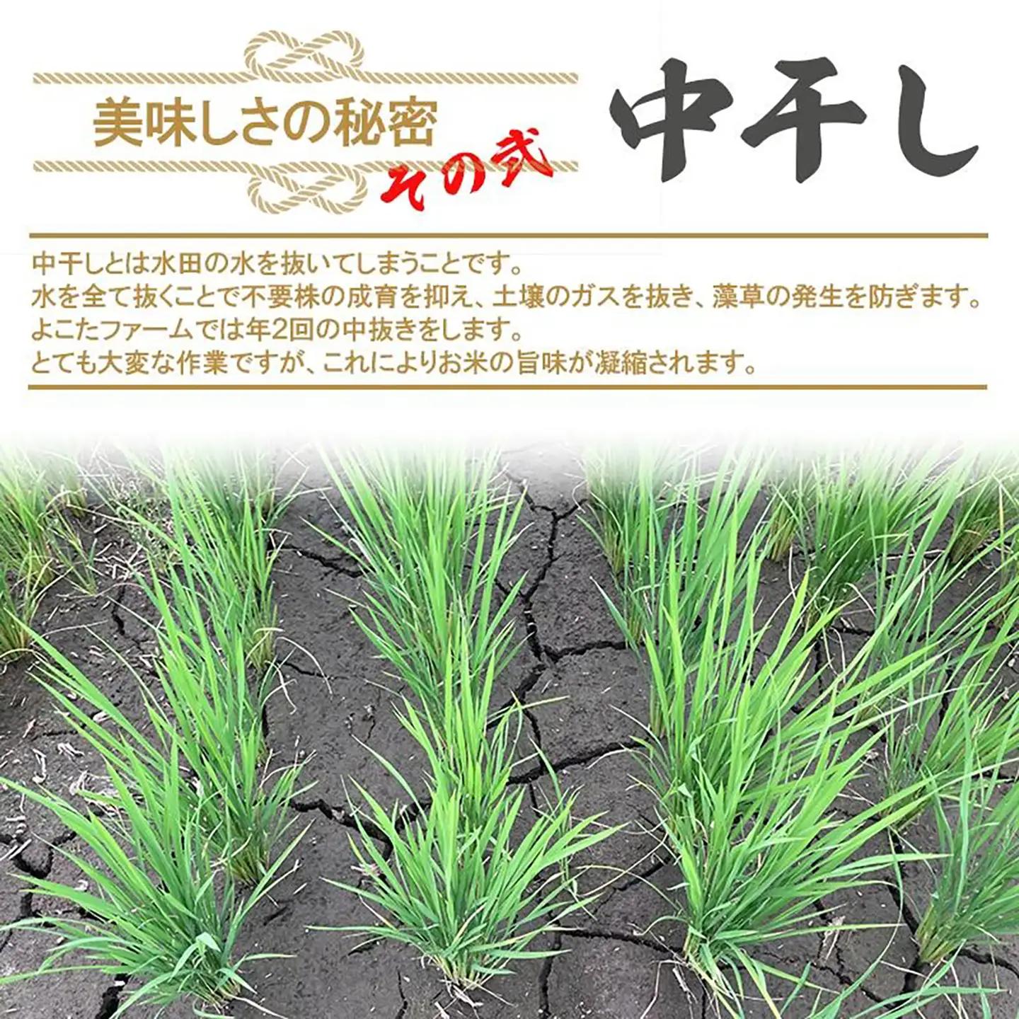 【玄米】令和7年産 コシヒカリ玄米 5kg 米