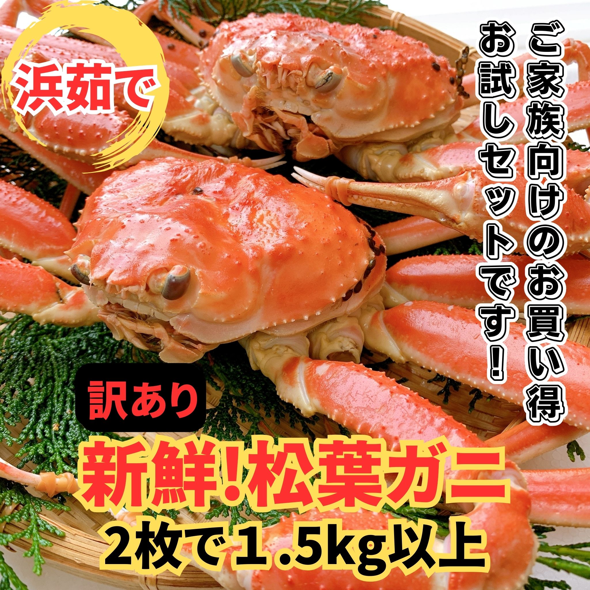 【ふるさと納税】【訳あり】 浜茹で！松葉ガニ1.5kg 鳥取網代港 岩美 松葉がに ずわいがに かに ※お届けは2026年11月中旬～【さかなや新鮮組】【22098】