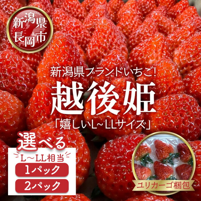 【ふるさと納税】越後姫 いちご 苺 イチゴ L～LLサイズ 420g 選べる 1パック 2パック ユリカーゴ梱包 新潟県長岡産