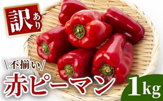 
                  先行予約【訳あり】ふぞろい赤ピーマン 1kg《農家直送》【2026年9月から発送予定】 
                