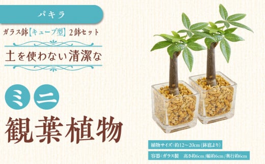 【観葉植物】土を使わないで清潔なミニ観葉植物 ゼオライト植え・ガラス鉢 キューブ形 2鉢セット（パキラ）｜観葉植物 インテリア 部屋 おしゃれ 福岡県筑前町 送料無料