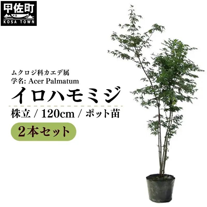 イロハモミジ（伊呂波紅葉）苗木 株立 樹高1.2m前後 2本セット ポット苗 シンボルツリー 落葉樹 植木 庭木【価格改定】