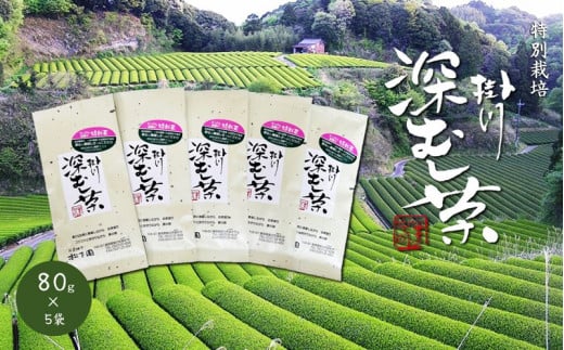 ５８３４　②令和5年度産：今すぐ発送　特別栽培 － 掛川深蒸し茶 ８０ｇ×５袋セット 計400ｇ 　（➀新茶･令和６年5月中旬から発送　②令和5年度産：今すぐ発送）松下園 