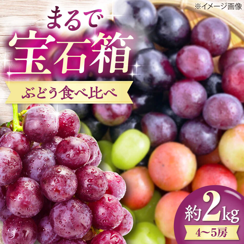 【ふるさと納税】【先行予約】【2026年8月中旬から9月中旬にかけて順次発送】ぶどう 4から5房 約2kg 詰め合わせ セット 愛媛県大洲市/有限会社西山青果　フルーツ 果物 ぶどう ピオーネ[AGAR023] ぶどう スイーツ 果物 フルーツ詰め合わせ ニューピオーネ シャインマスカット