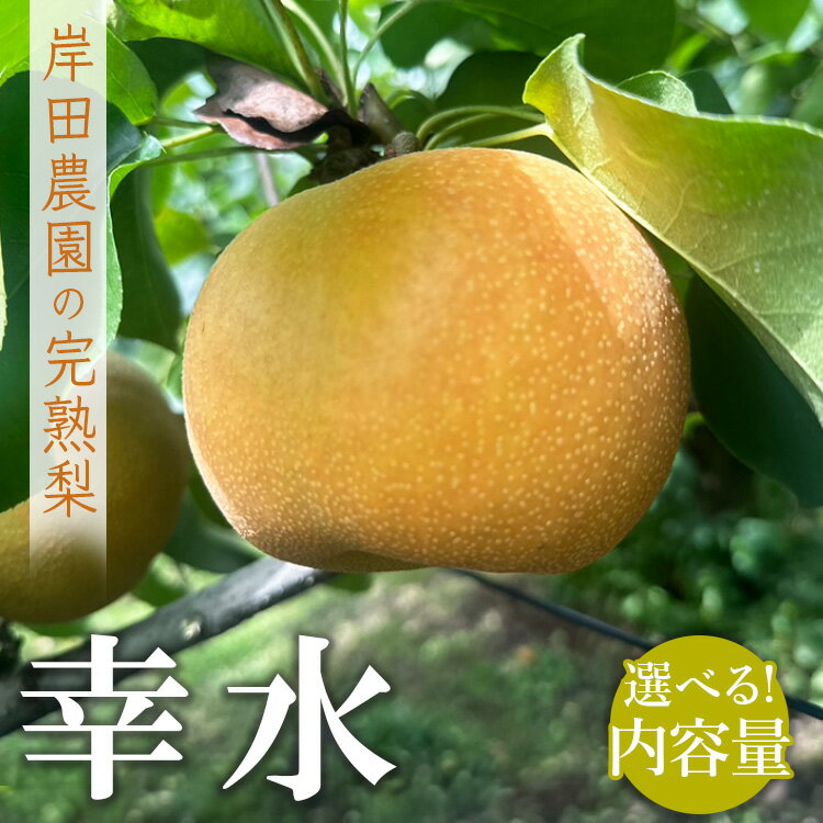 【ふるさと納税】【選べる内容量】【先行予約】岸田農園の完熟梨 幸水 | 梨 なし 果物 フルーツ 完熟 ジューシー 秋 旬 産地直送 期間限定 季節限定 季節商品 送料無料 国産 栃木県 芳賀町 ※2025年8月上旬～8月下旬頃に順次発送予定