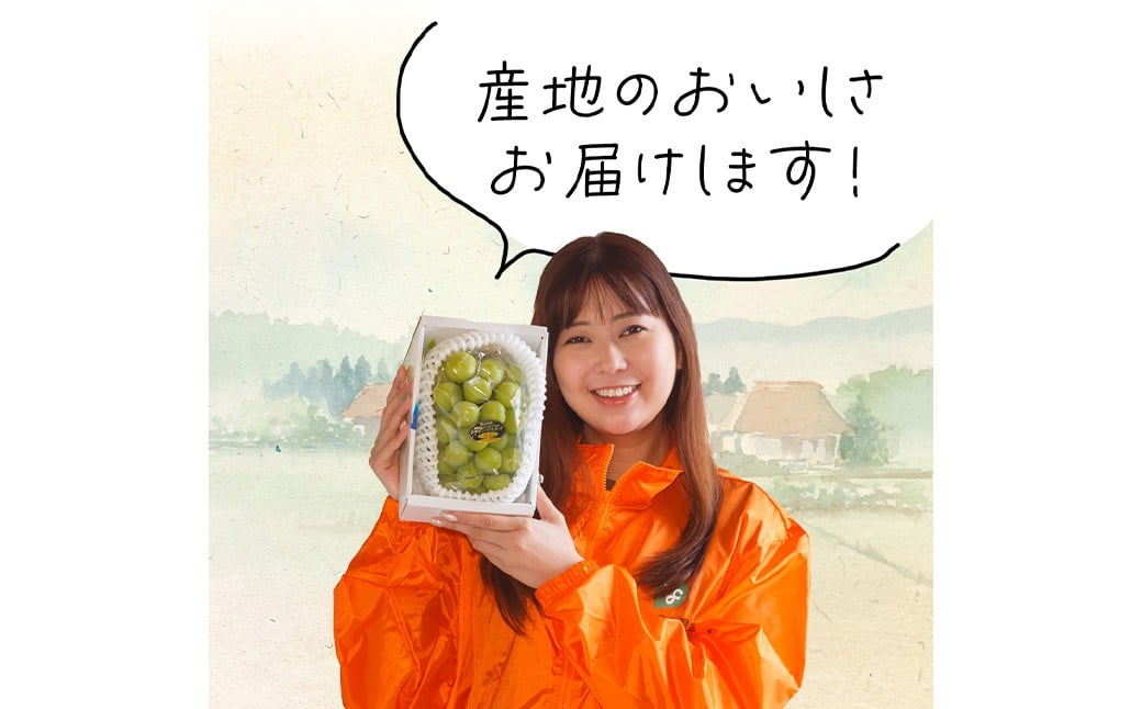 岡山県産 シャインマスカット『晴王』1房 （700g以上） 化粧箱入り 【2026年8月下旬-10月上旬迄発送予定】／ マスカット 葡萄 ぶどう 果物 果実 フルーツ 岡山県 美咲町 冷蔵